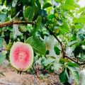 Red Diamond Guava Plant