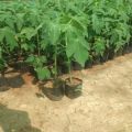 Red Lady 786 Papaya Plant