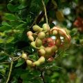 Tamarind Fruit Plant