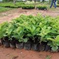 Thai 1 Kg Guava Plant