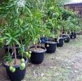 Thailand Hybrid Mango Plant