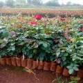 Top Secret Rose Plant