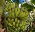 William Banana Plant