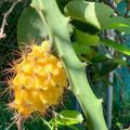 Yellow Dragon Fruit Plant