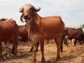 Brown Gir Cow