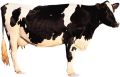 White & Black Holstein Friesian Cow
