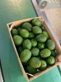 Oval Green a grade hass avocado