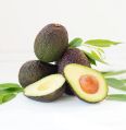 Oval natural hass avocado