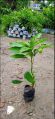 Green lengra mango plants