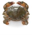 Brownish Green Live Mud Crabs