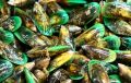 Green Mussels Shellfish
