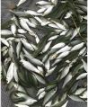 Rohu Fish Seed