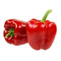 Organic Capsicum Red