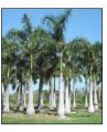 Royal Palm Plant