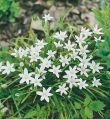 Zephyranthes_candida Outdoor Plants