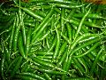INDIAN GREEN CHILLI