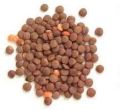 Whole Red Lentils
