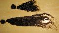 Unwashed Virgin Remy Hair