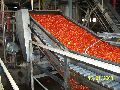 Tomato Processing Line