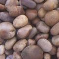 Potato Brown Pebble