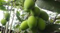Swarna Mango Plant