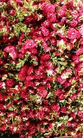 Ruby Rose Flowers