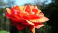 Fresh Orange Rose Flower