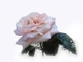 Fresh White Rose Flower