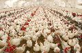 Poultry Farming Services