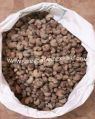 superior quality raw cashew nuts in shell