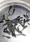 Magur Fish Seeds