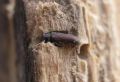 Wood Borer Pest Control Services
