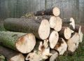 SW-004 Cheap Spruce Wood