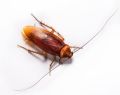 Cockroach Control Treatment Services