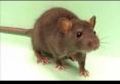 Rat Control Treatment Services