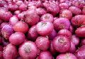 Common GMO Natural Organic fresh red onion
