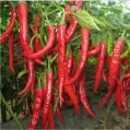 Red Chilli Plant