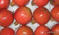 Pomegranate Plants 