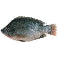 Monesex Tilapia  Fish Seeds