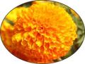 Orange Marigold Seeds