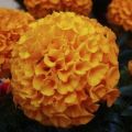 African Marigold F2 Dwarf Orange Flower Seed