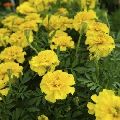 French Marigold Yellow Seeds