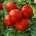 Tomato Round Seeds