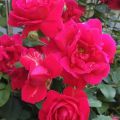 Thornless Rose
