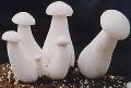 organic milky mushroom