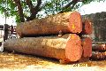 Sal Wood Logs