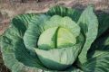 ELEGATE F1 HY CABBAGE SEEDS