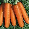 ROSSA F1 HY CARROT SEEDS