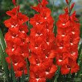 Fresh Red Gladiolus Flower