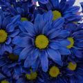 Fresh Blue Daisy Flower